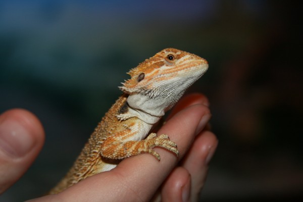 bearded dragon juvenile