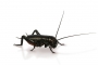 Black cricket