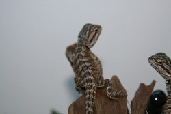 Bearded Dragon hatchlings