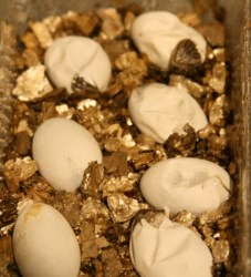 Bearded dragon hatchlings emerging from eggs