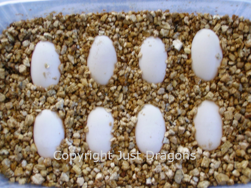 Bearded Dragon eggs