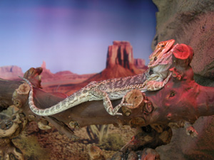 Bearded dragon at 13 weeks old