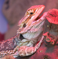 bearded dragon cooling down with mouth open