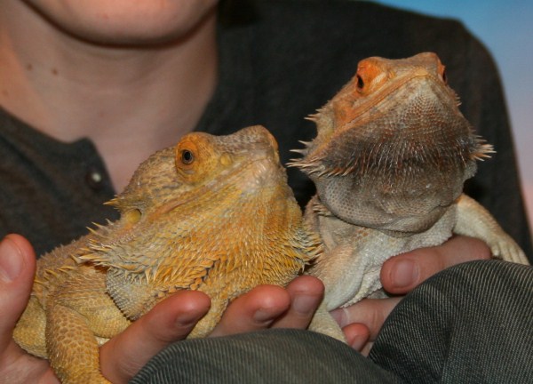 adult bearded dragons