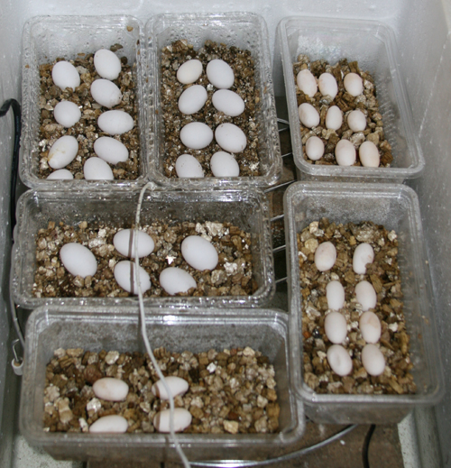 bearded dragon egg incubator bearded dragon egg incubator